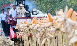 Presiden RI Panen Jagung di Tuban